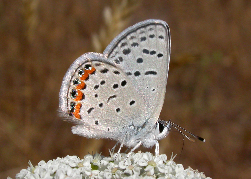 Acmon Blue
