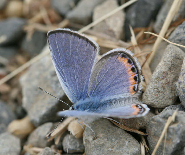 Acmon Blue