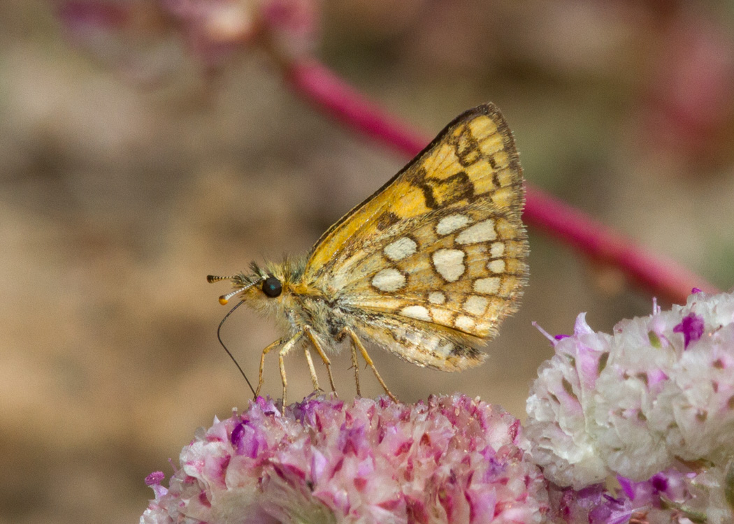 Arctic Skipper