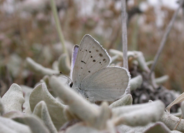 Blue Copper