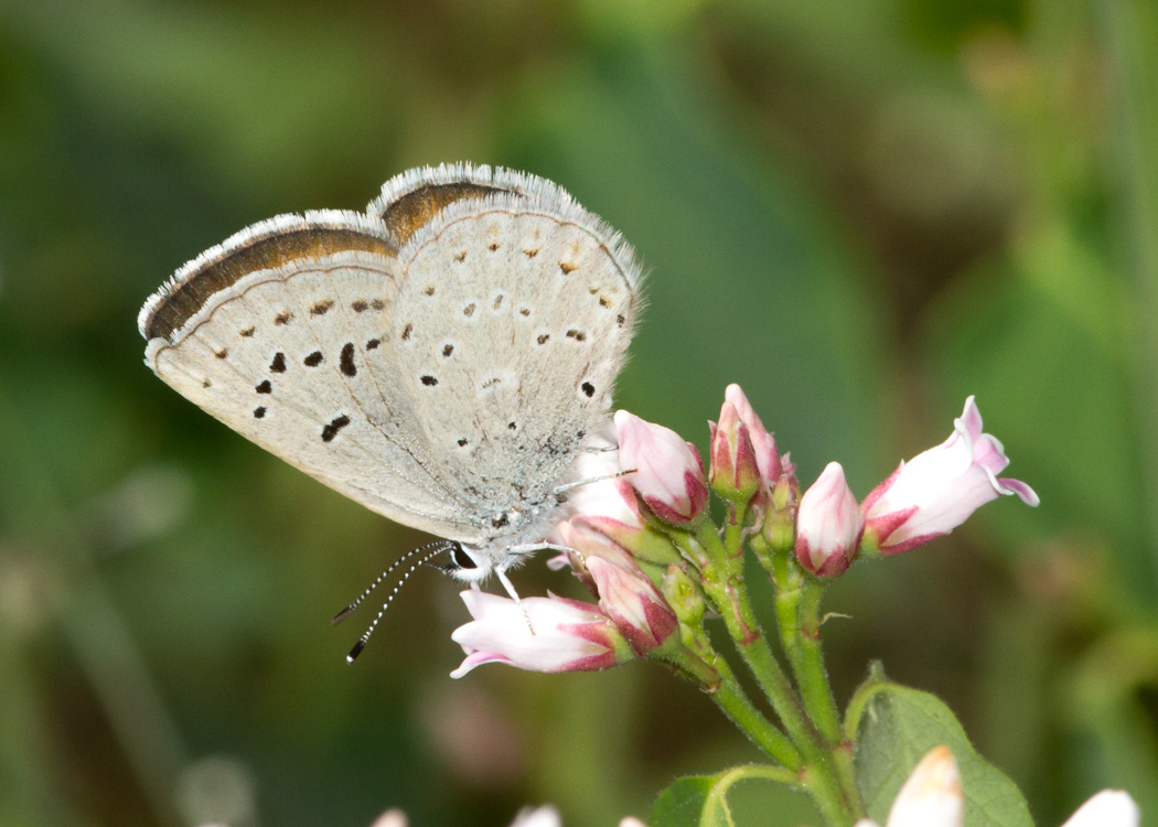 Boisduval's Blue