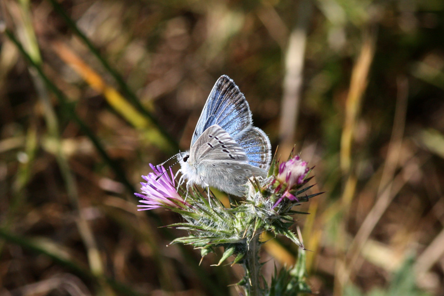 Boisduval's Blue