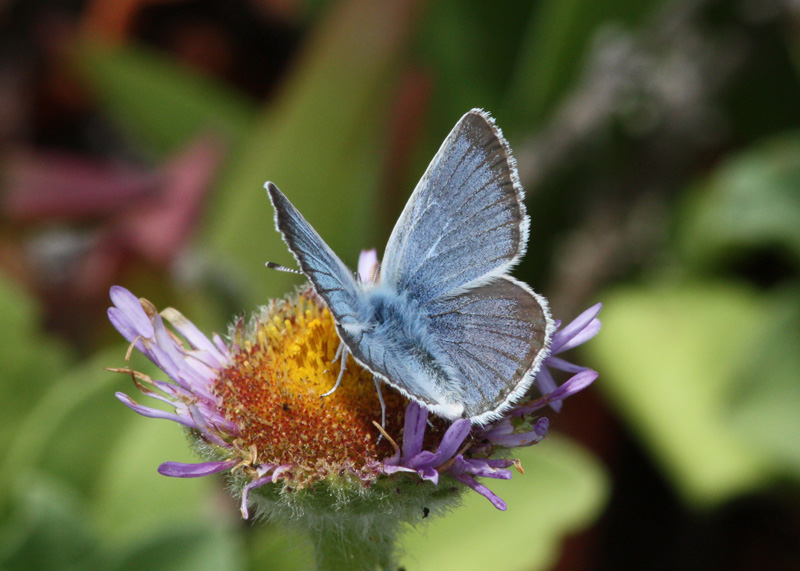 Boisduval's Blue