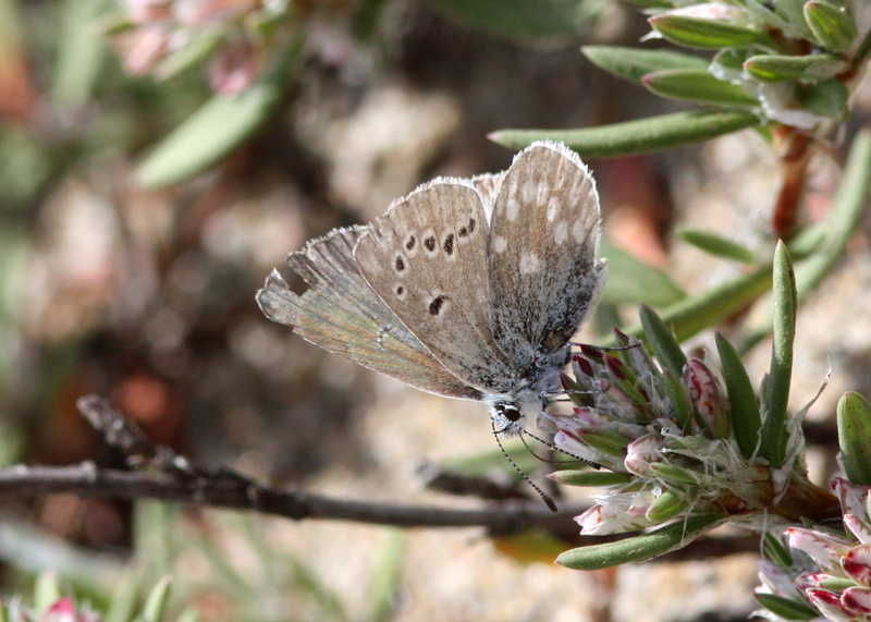 Boisduval's Blue