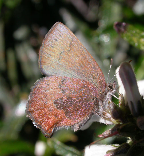 Brown Elfin