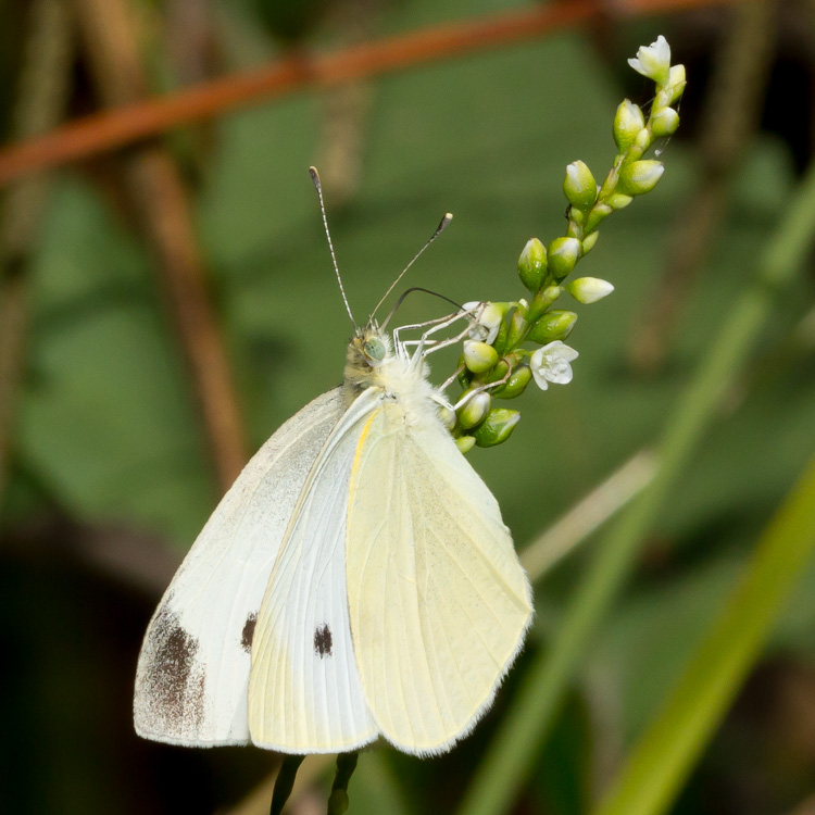 Cabbage White