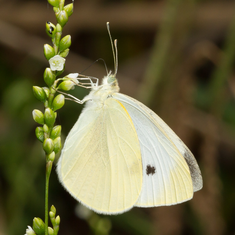 Cabbage White