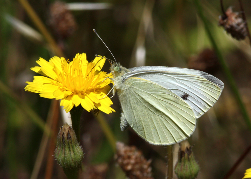 Cabbage White