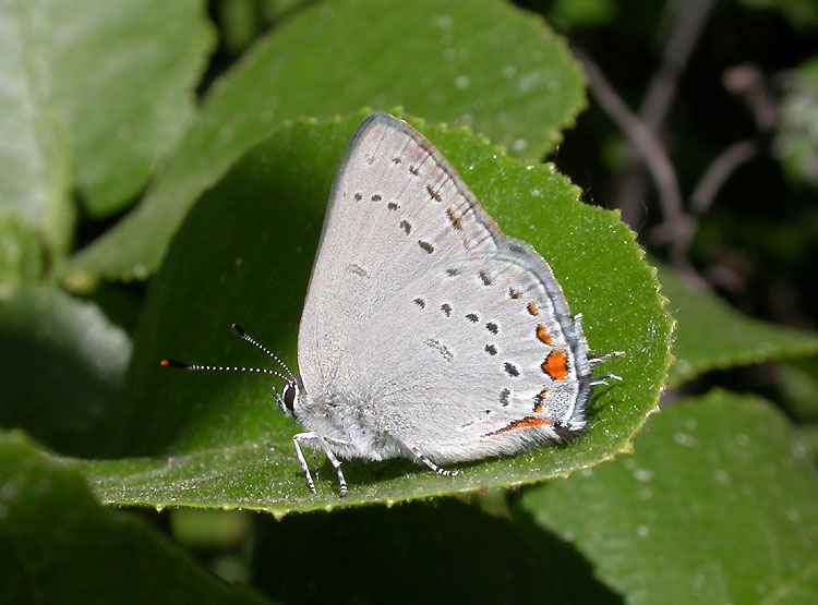 California Hairstreak