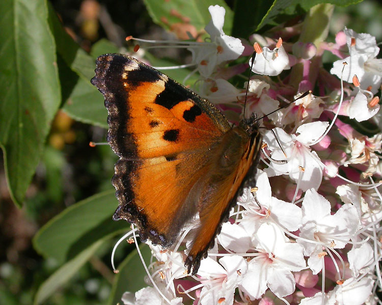 California Tortoiseshell