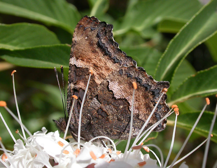 California Tortoiseshell