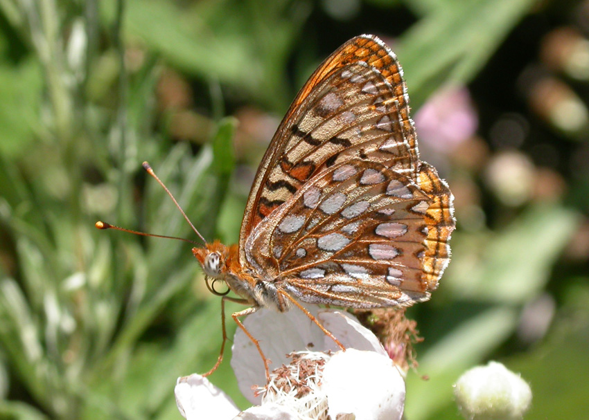 Callippe Fritillary