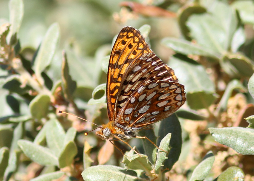 Callippe Fritillary