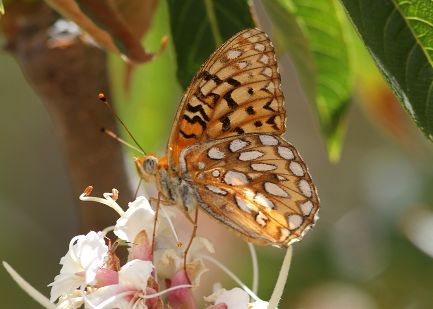 Callippe Fritillary