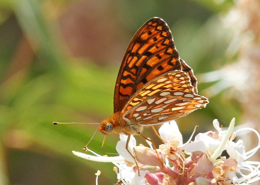 Callippe Fritillary