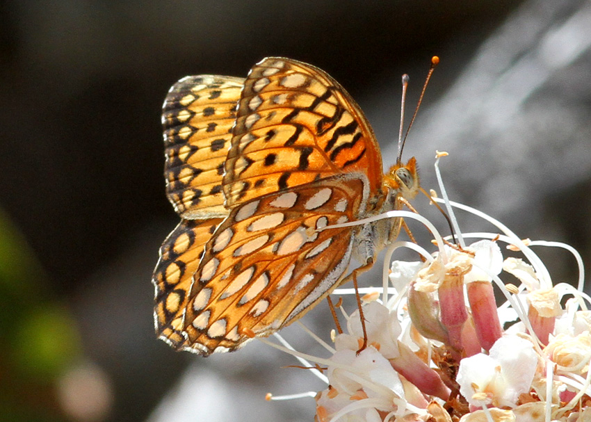 Callippe Fritillary