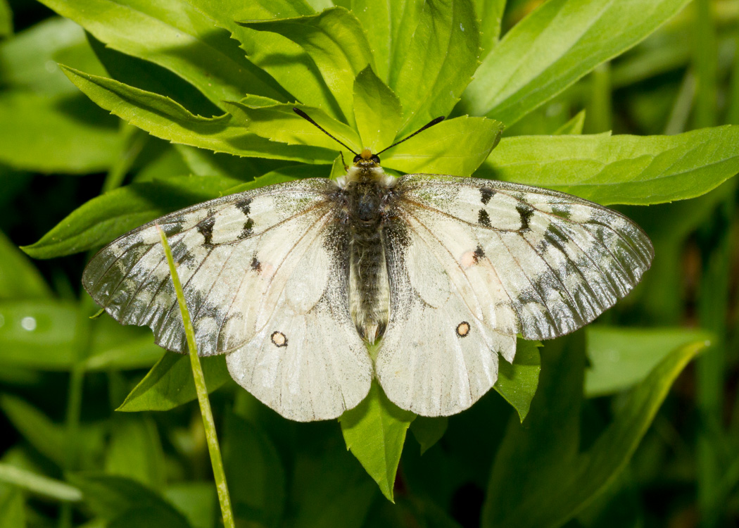 Clodius Parnassian