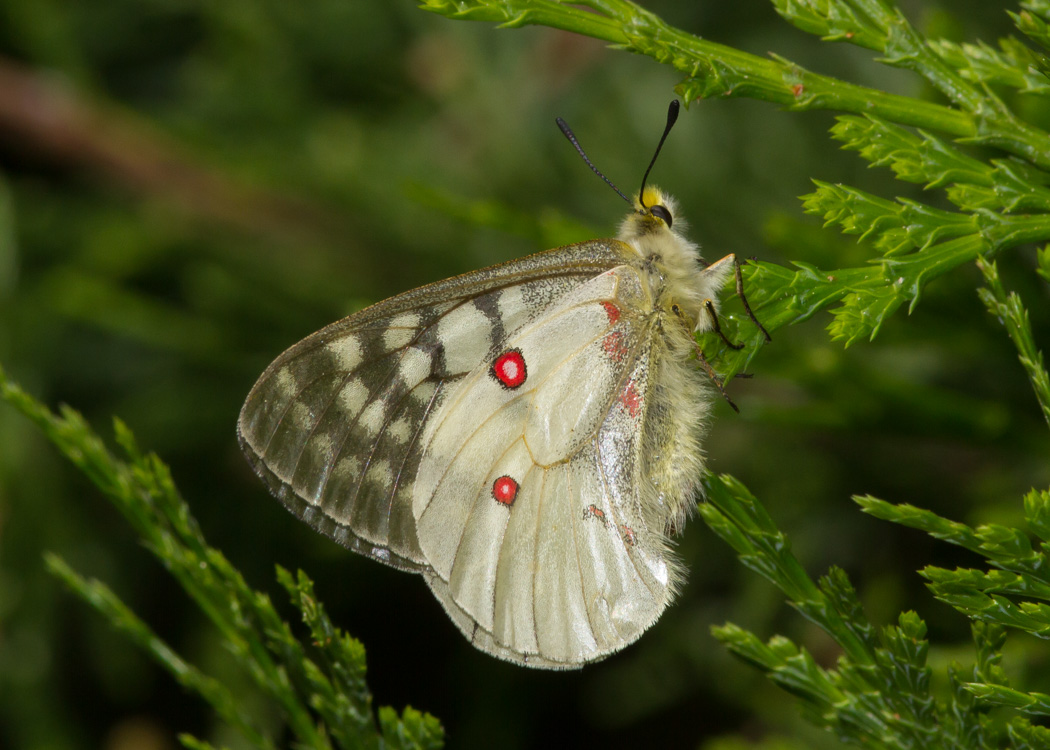 Clodius Parnassian