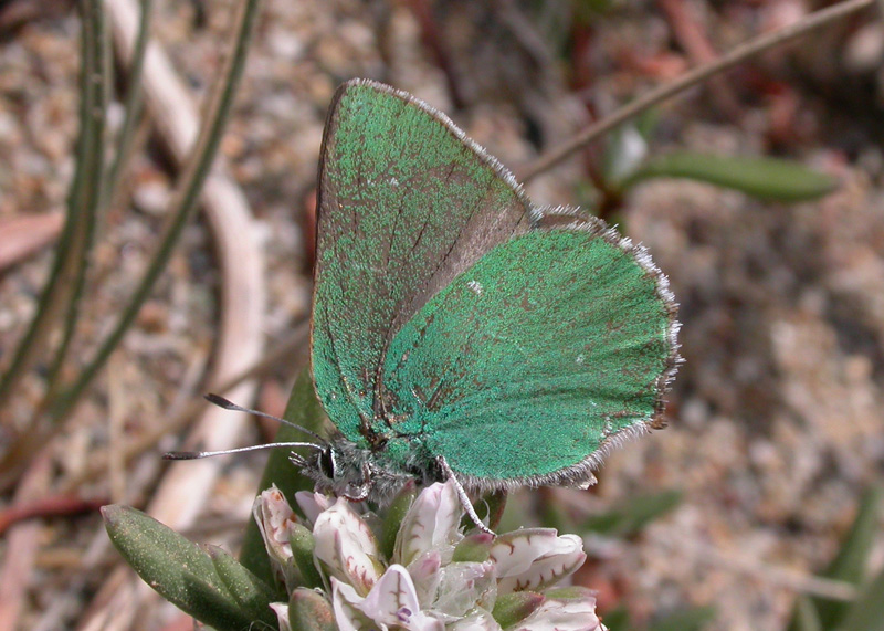 Coastal Green Hairstreak