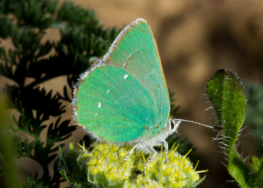 Coastal Green Hairstreak