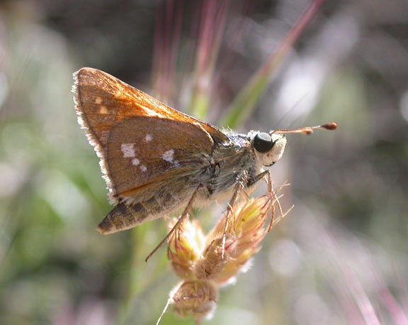 Columbian Skipper