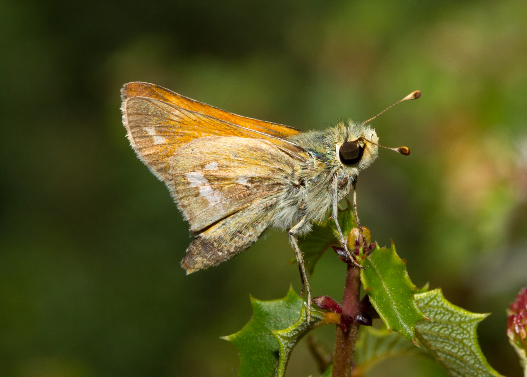 Columbian Skipper