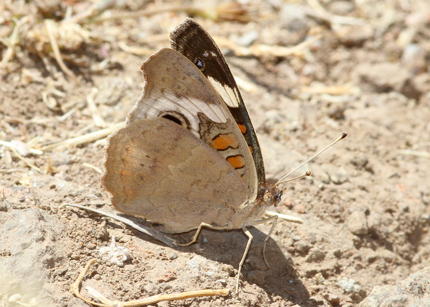 Common Buckeye