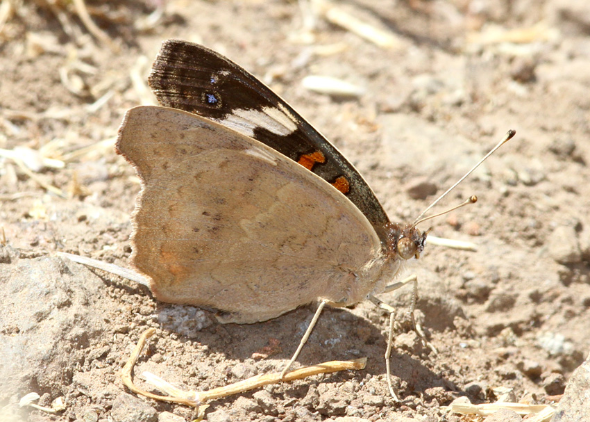 Common Buckeye