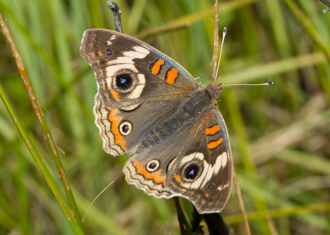 Common Buckeye