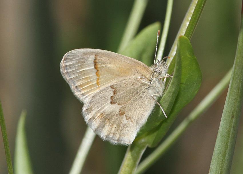 Common Ringlet