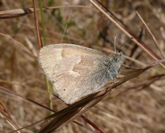 Common Ringlet