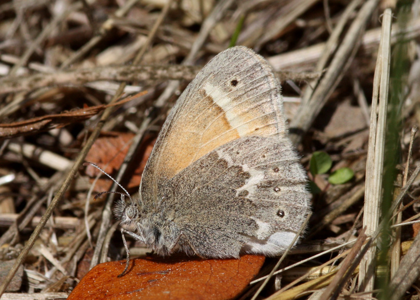 Common Ringlet