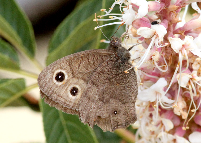 Common Wood-Nymph