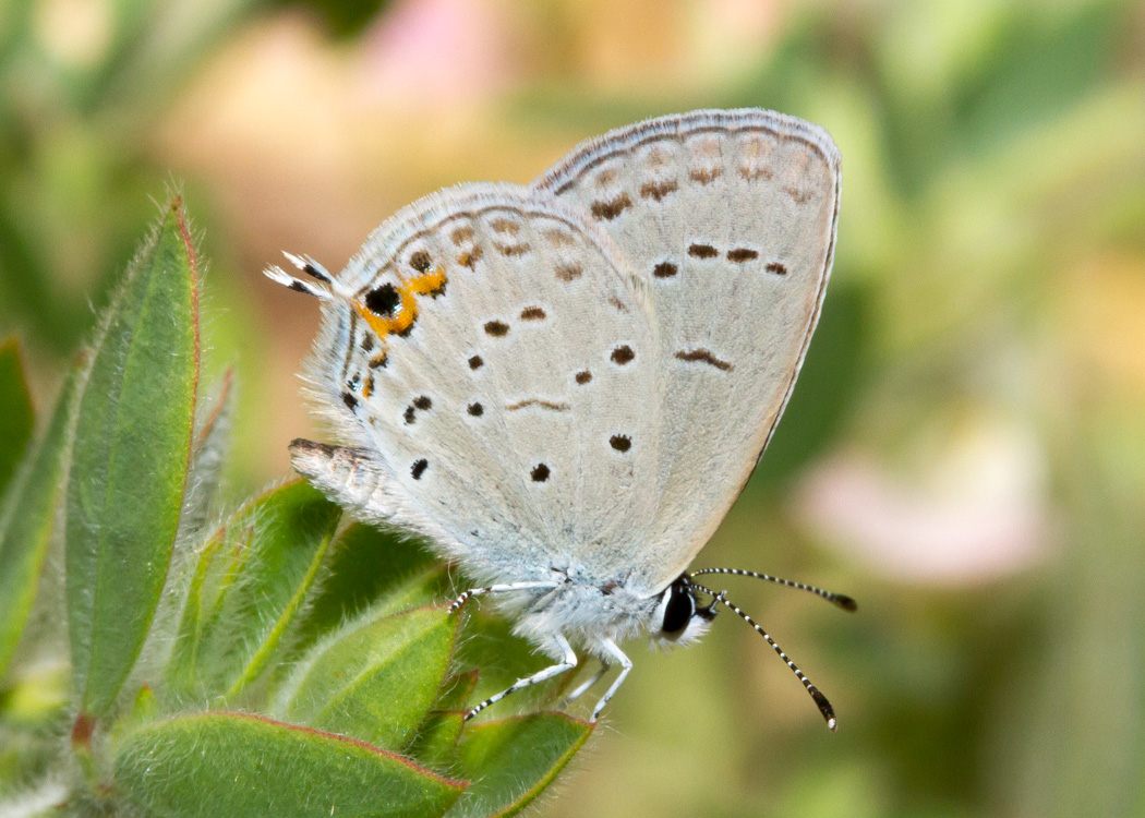 Eastern Tailed-Blue