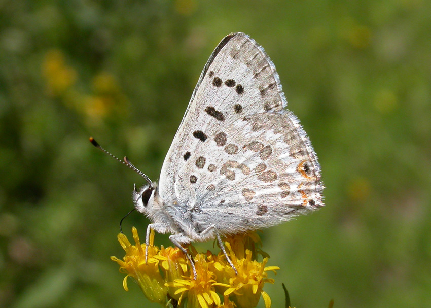 Edith's Copper