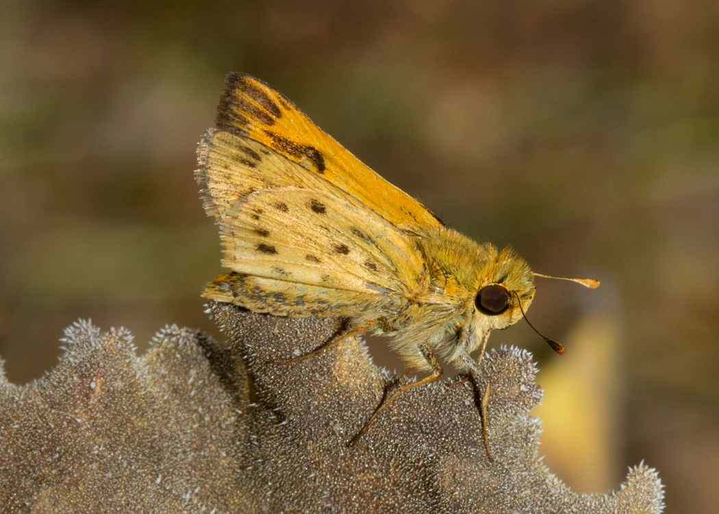 Fiery Skipper