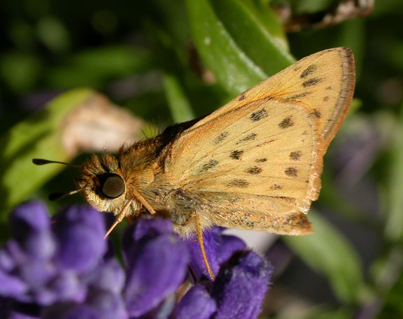 Fiery Skipper