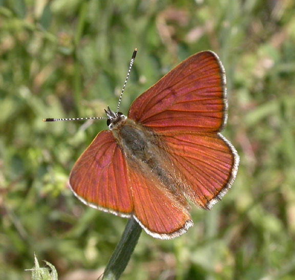 Gorgon Copper