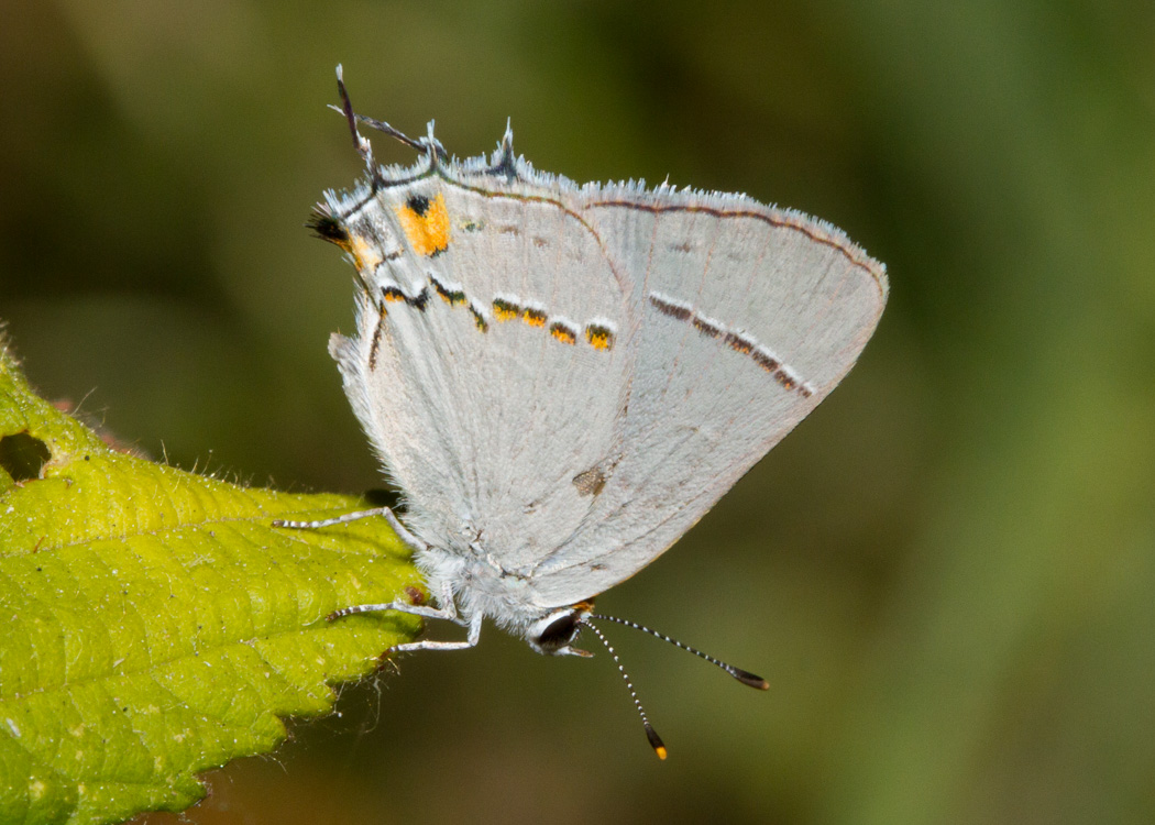 Gray Hairstreak