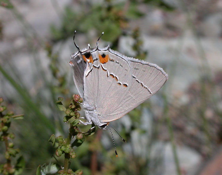 Gray Hairstreak