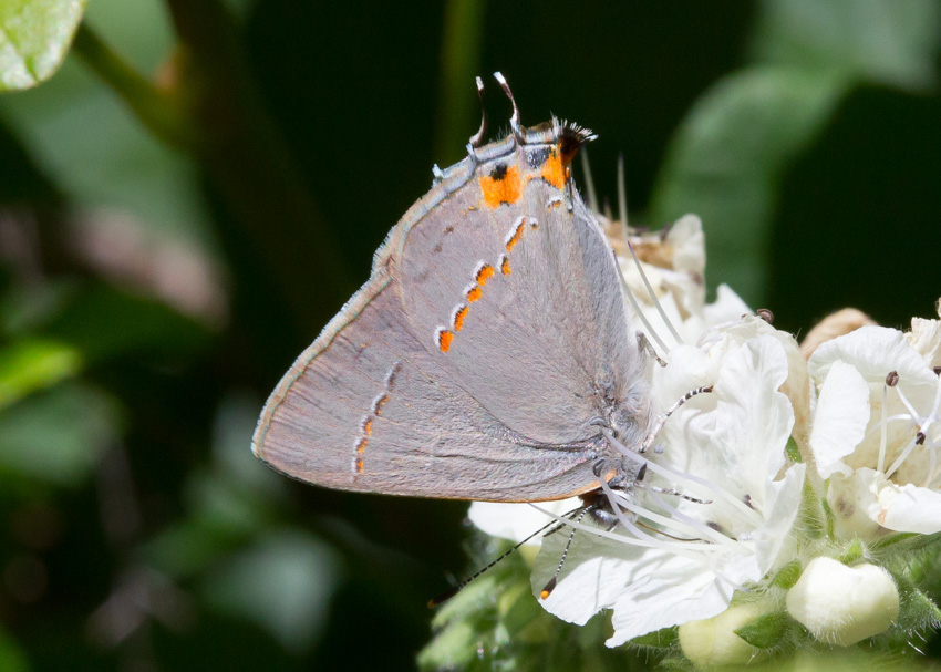 Gray Hairstreak