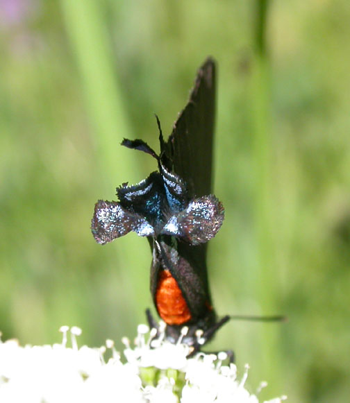Great Purple Hairstreak