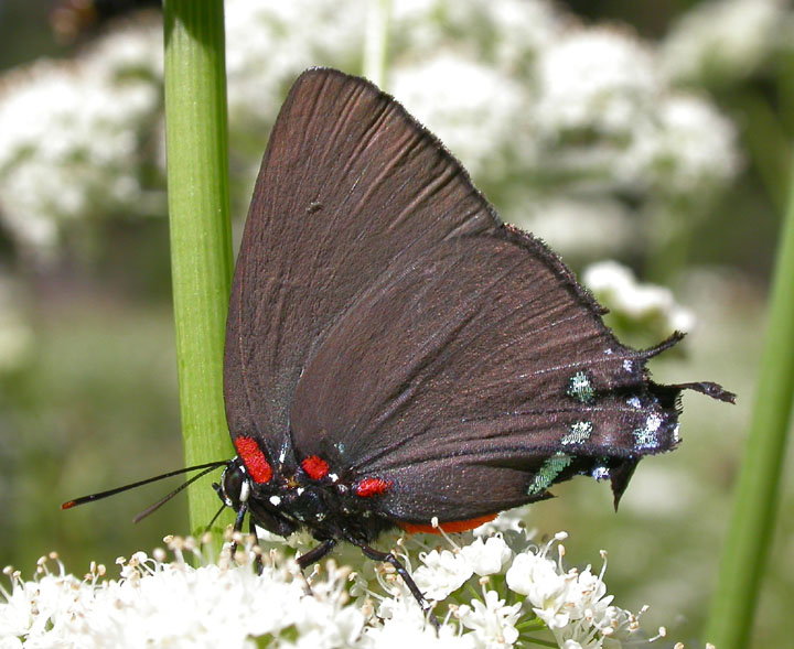 Great Purple Hairstreak