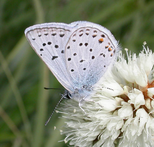 Greenish Blue