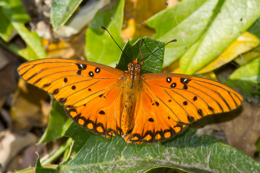 Gulf Fritillary