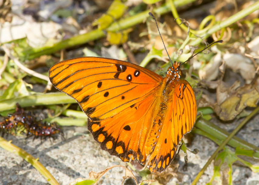 Gulf Fritillary