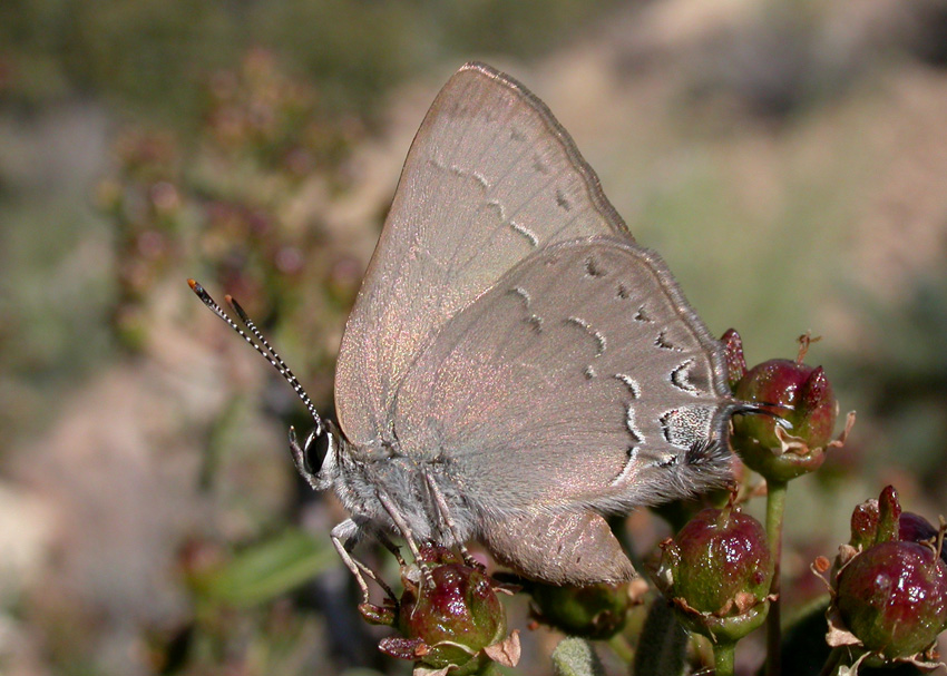 Hedgerow Hairstreak