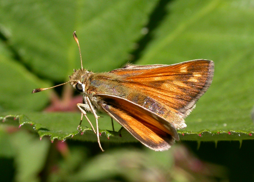 Lindsey's Skipper