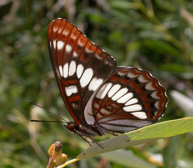 Lorquin's Admiral