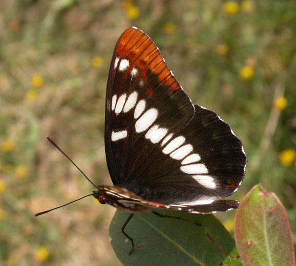 Lorquin's Admiral